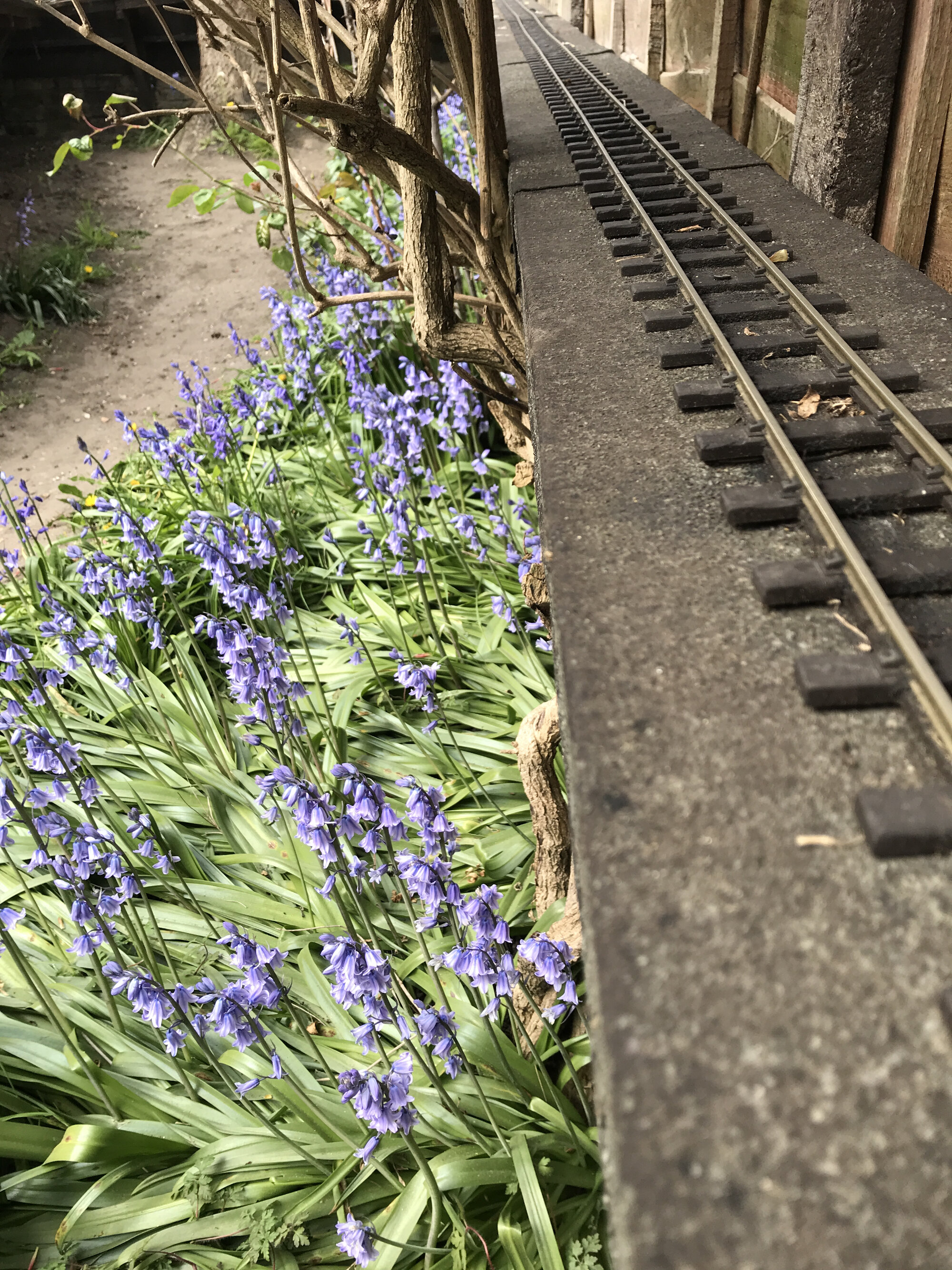 Bluebells in Amazon valley 29 Apr 2021