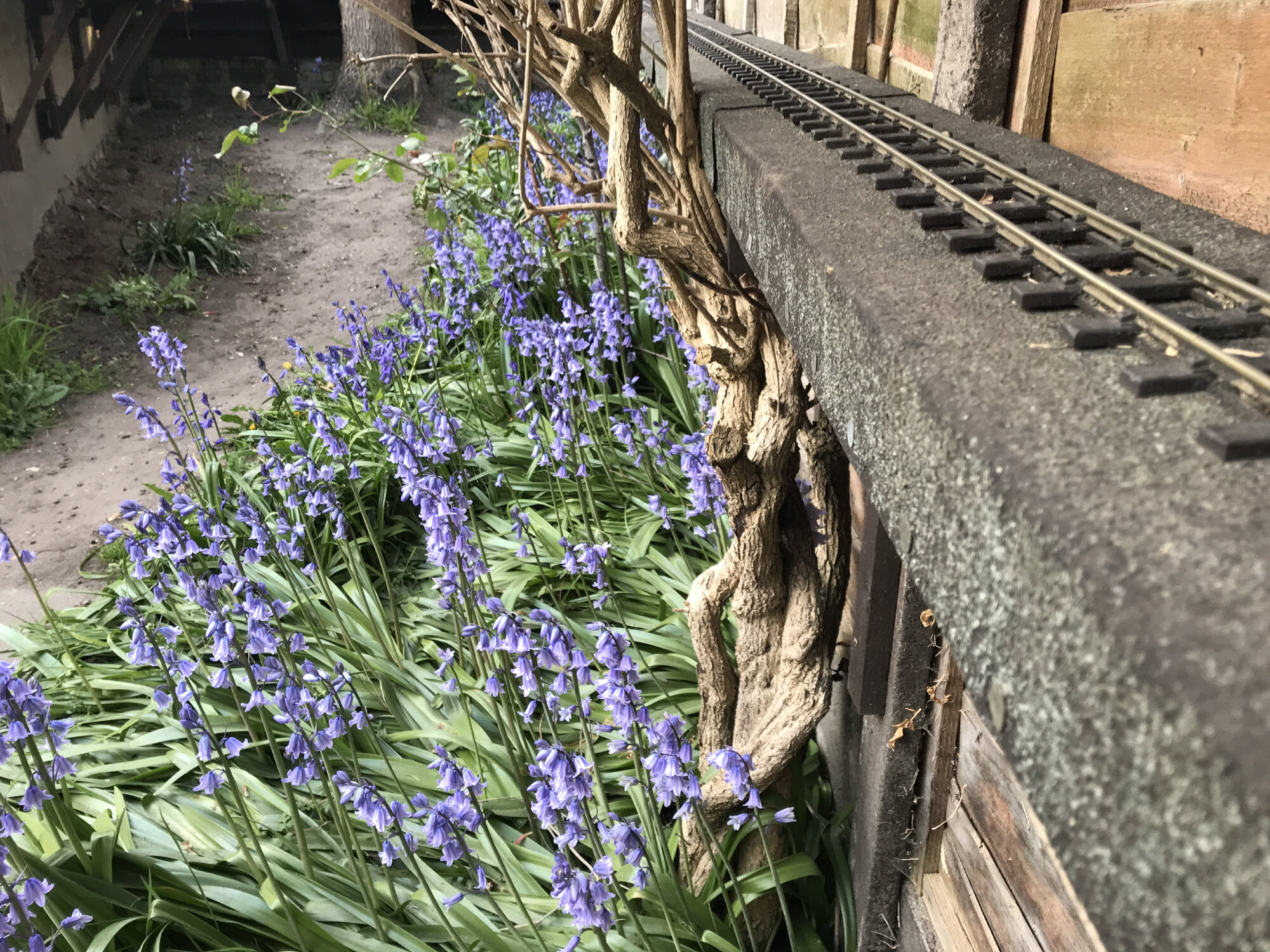 Bluebells in Amazon valley 29 Apr 2021