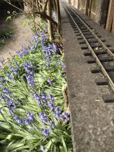 Bluebells in Amazon valley 29 Apr 2021